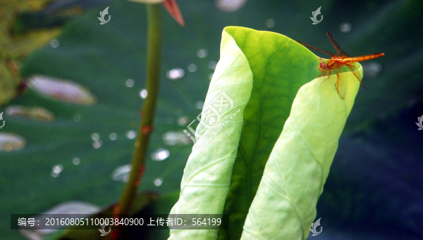 蜻蜓浮荷葉