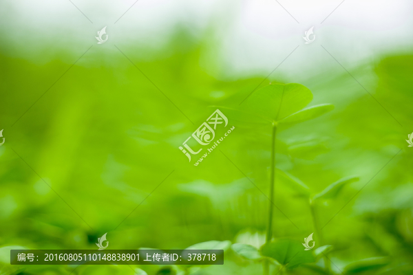 三葉草