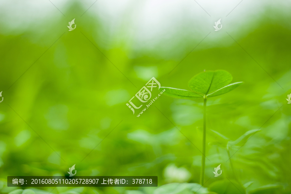 三葉草