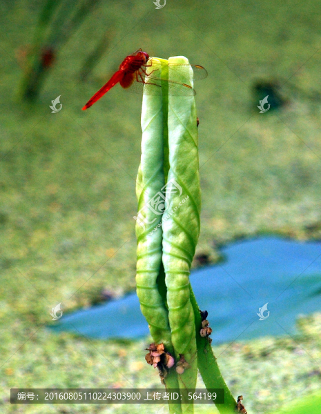 蜻蜓浮荷葉