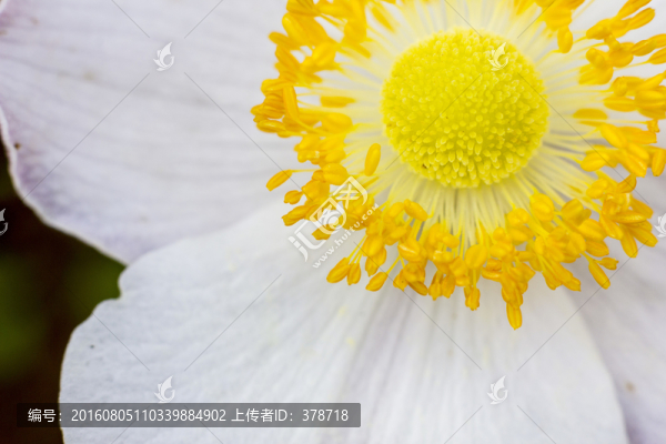 花蕊特寫
