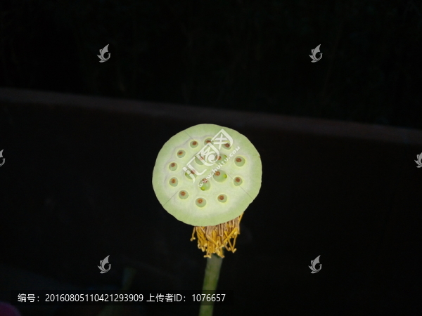 高清蓮子
