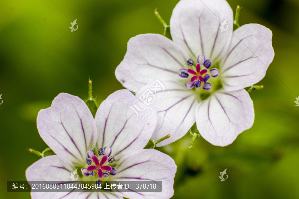 花蕊特寫
