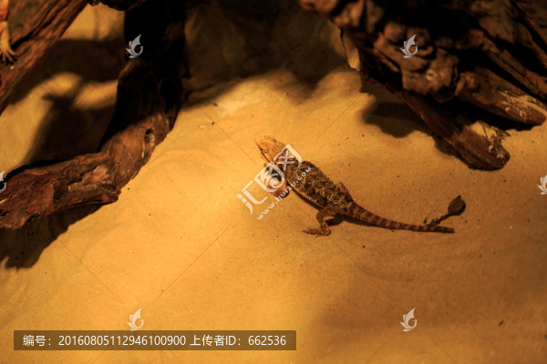 蜥蜴