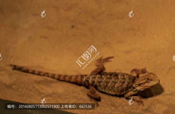 鬃獅蜥