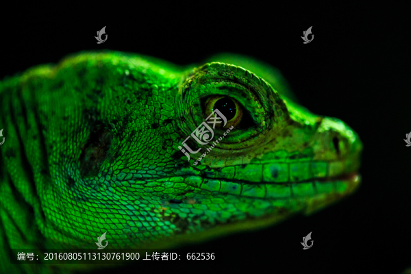 雙冠蜥