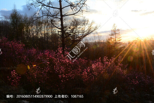 日落前的杜鵑花