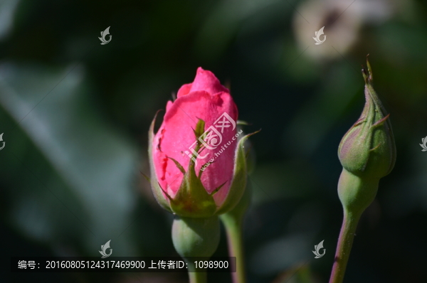 含苞待放的月季