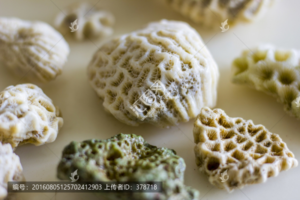貝殼