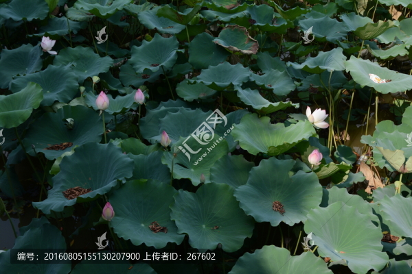 荷花