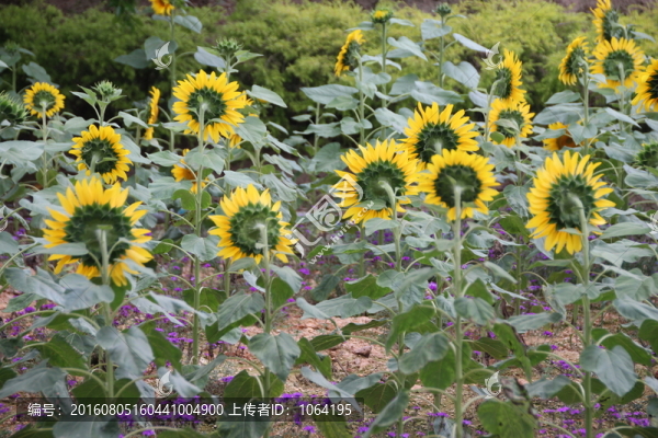 向日葵