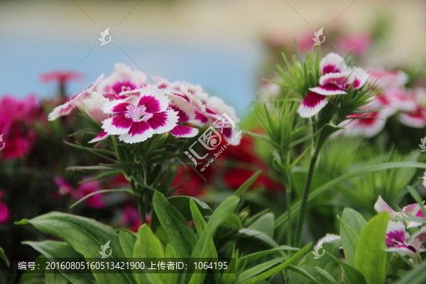 蝴蝶蘭
