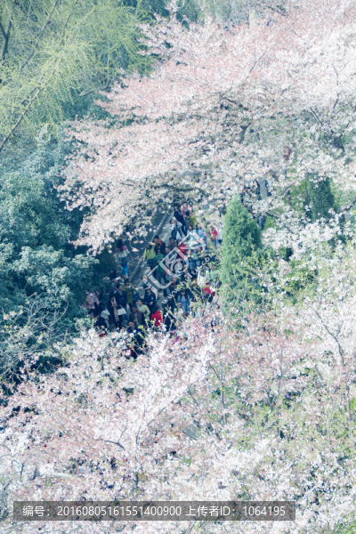 武大櫻花大道