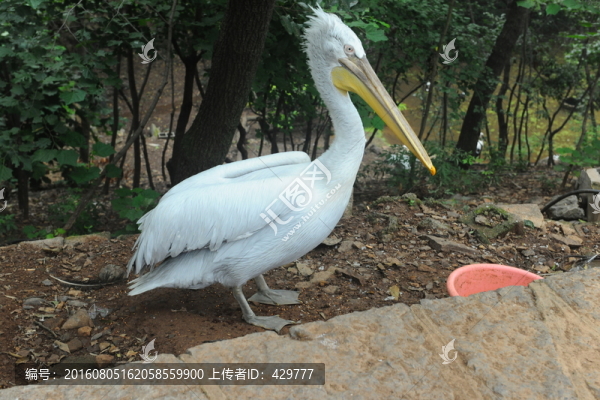 鵜鶘,,動物園