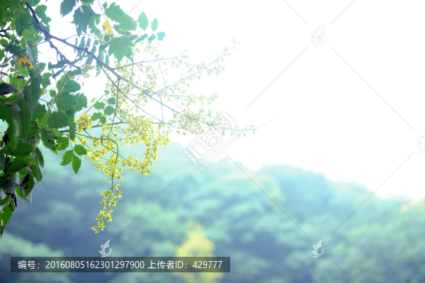 樹葉,樹林