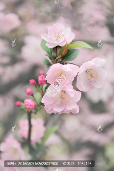 海棠花