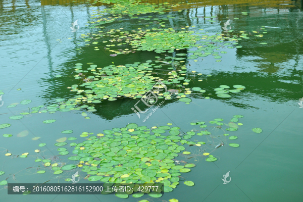 水草-匯圖網(wǎng) www.fosd68.com 水草