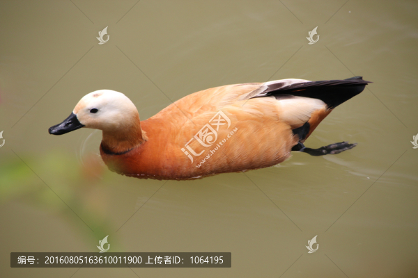 水鴨