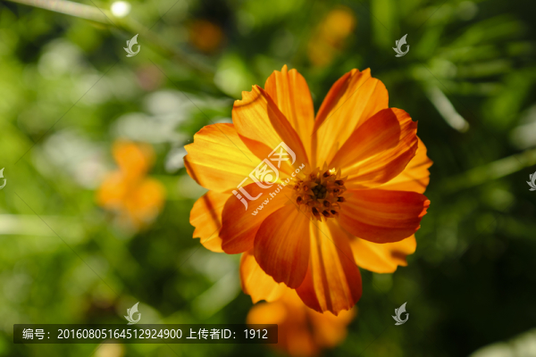 花園