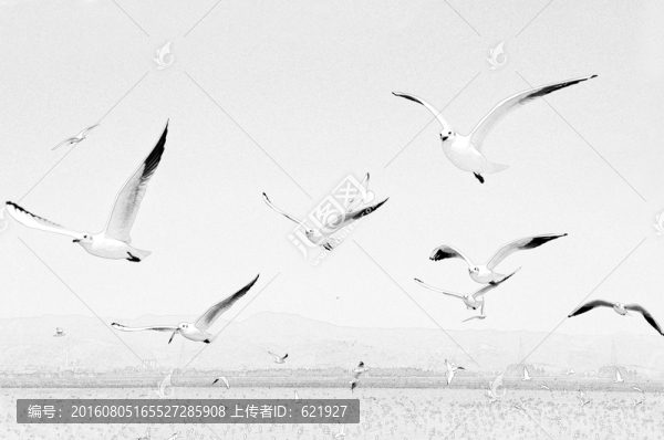 海鷗素描