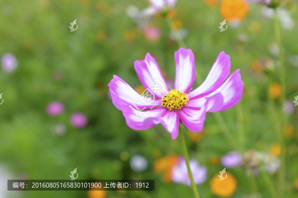 花園