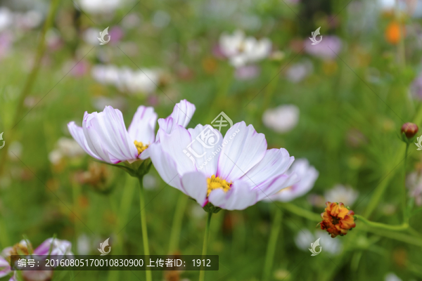 花園