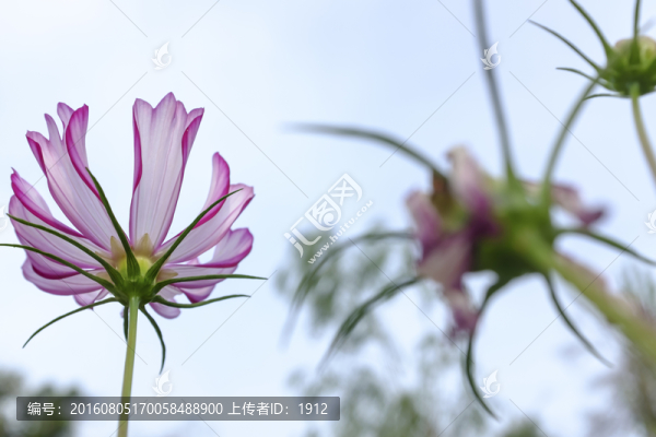 花園