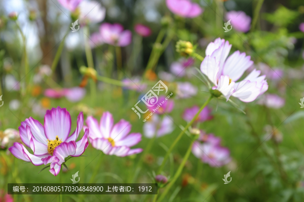 小花
