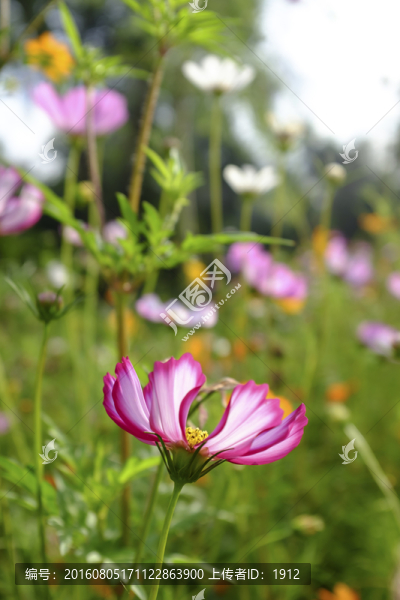 小花