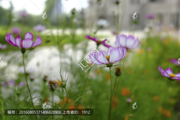 小花