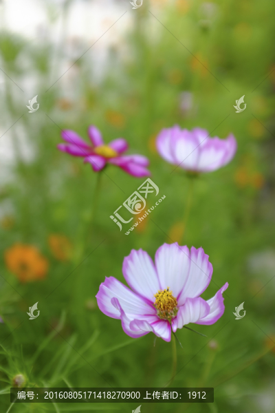 小花
