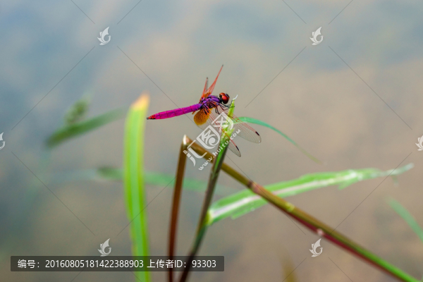 蜻蜓