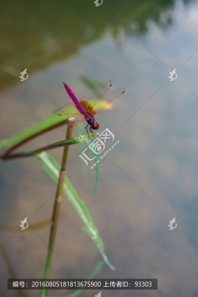 蜻蜓