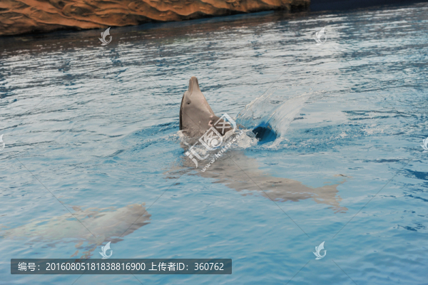 海豚表演