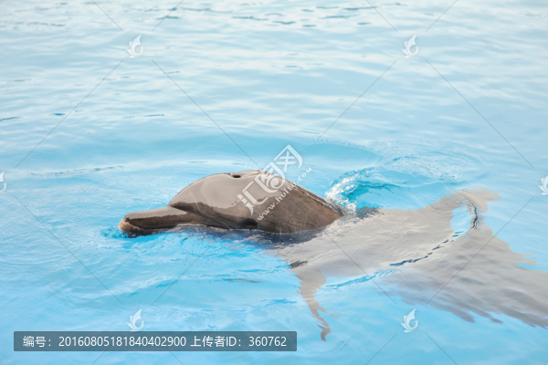 海豚