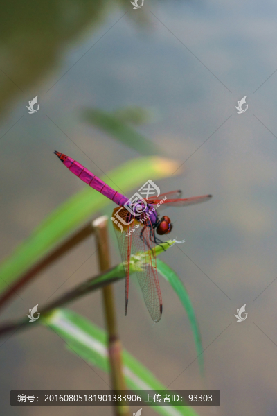蜻蜓