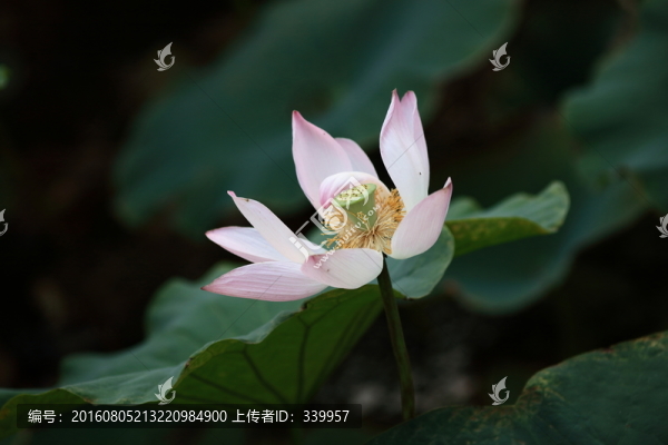 荷花