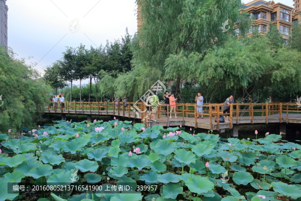荷花