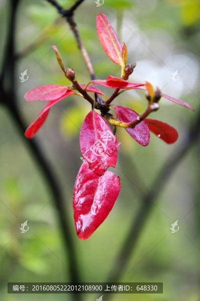 紅色杜鵑葉