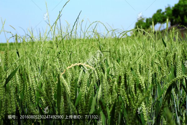 麥穗,小麥,麥田