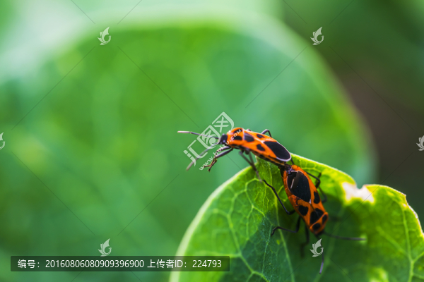 昆蟲之性趣