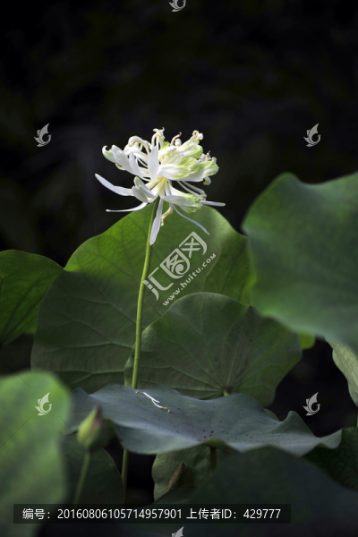 荷花,荷葉