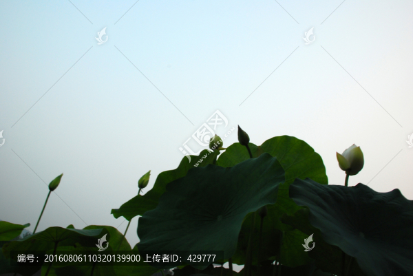 荷葉剪影
