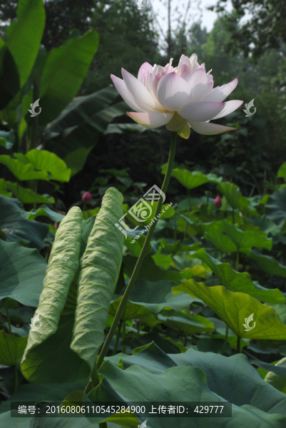 荷花