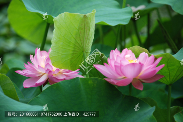 荷花荷葉