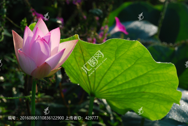 荷花荷葉