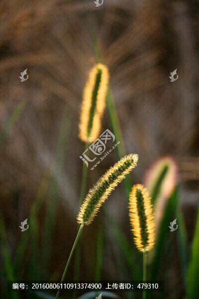 狗尾巴草,陽光,逆光