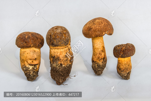 黃大把菌
