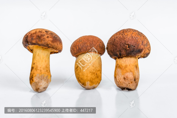 黃大把菌