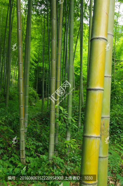 竹林